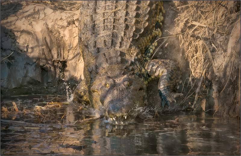 Crocodile Attack (Crocodylus niloticus) - Matthew Clarke.jpg - Crocodile Attack (Crocodylus niloticus)